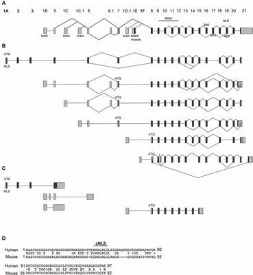 Rbfox1 Is Expressed in the Mouse Brain in the Form of Multiple Transcript Variants and Contains Functional E Boxes in Its Alternative Promoters